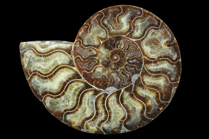 Cut Ammonite Fossil (Half) - Agatized #97747